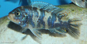 Metriaclima zebra 'Masinje'